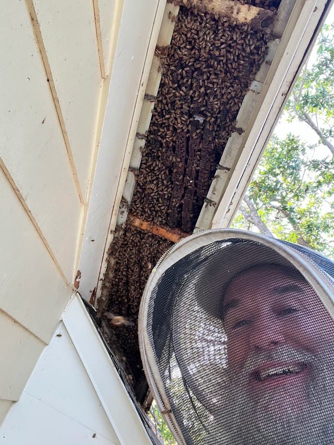Professional bee removal service