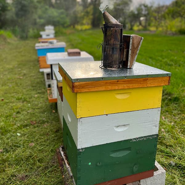 Beginner Beekeeping Class