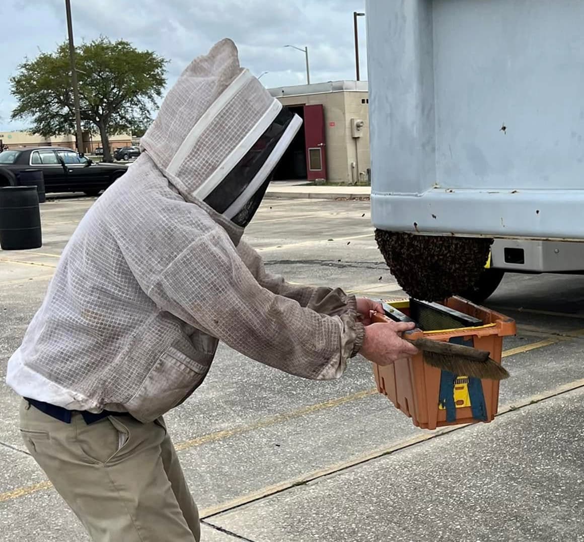 Honey bee swarm on tree branch
