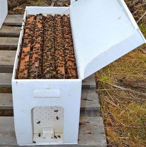 5-Frame Standard Nucleus Colony