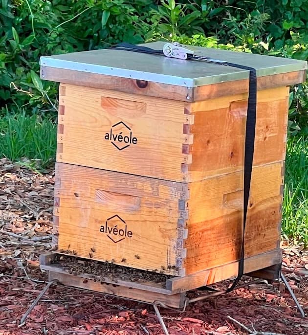 Components of a bee nucleus colony