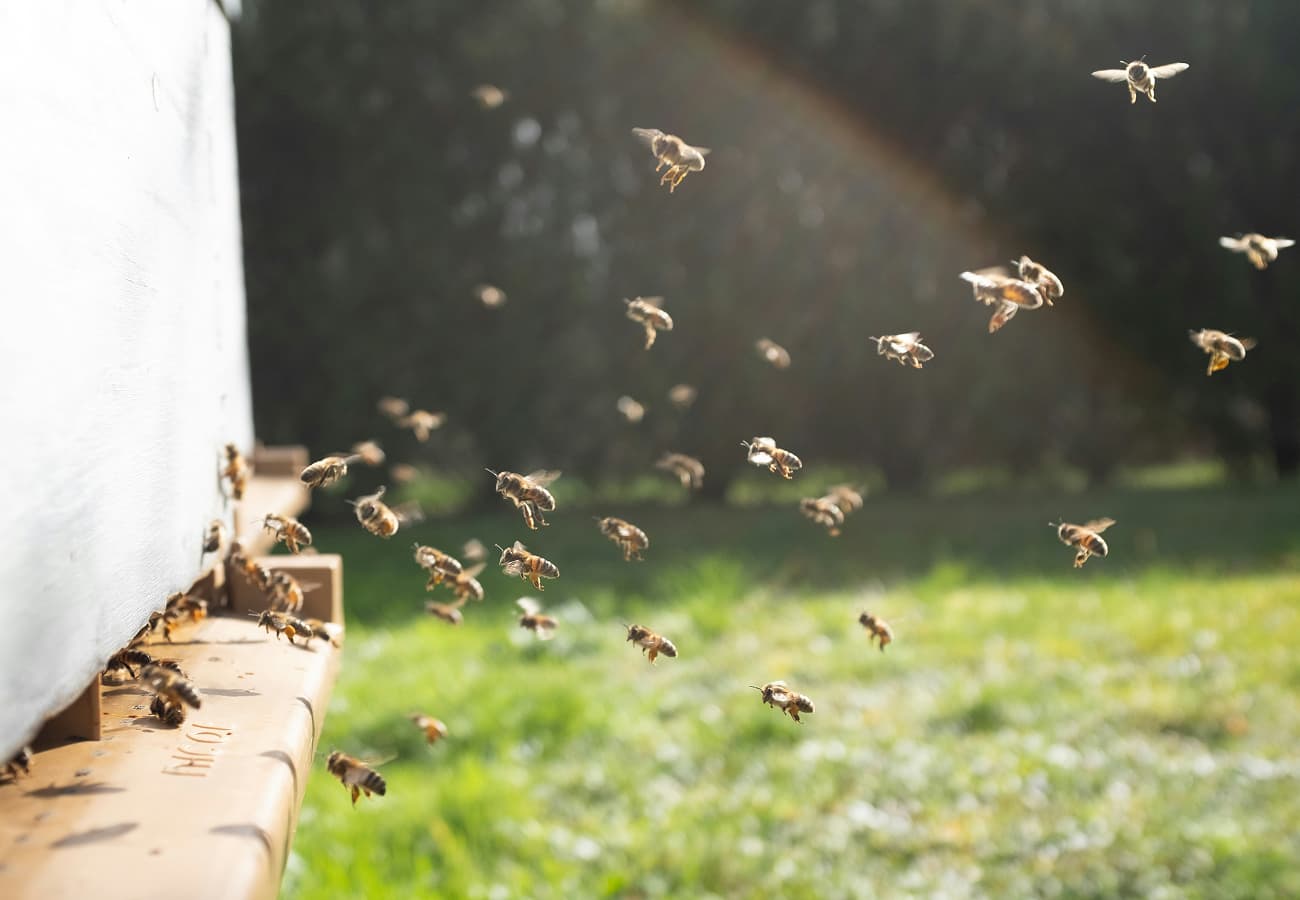 Professional beekeeper relocating a honey bee swarm