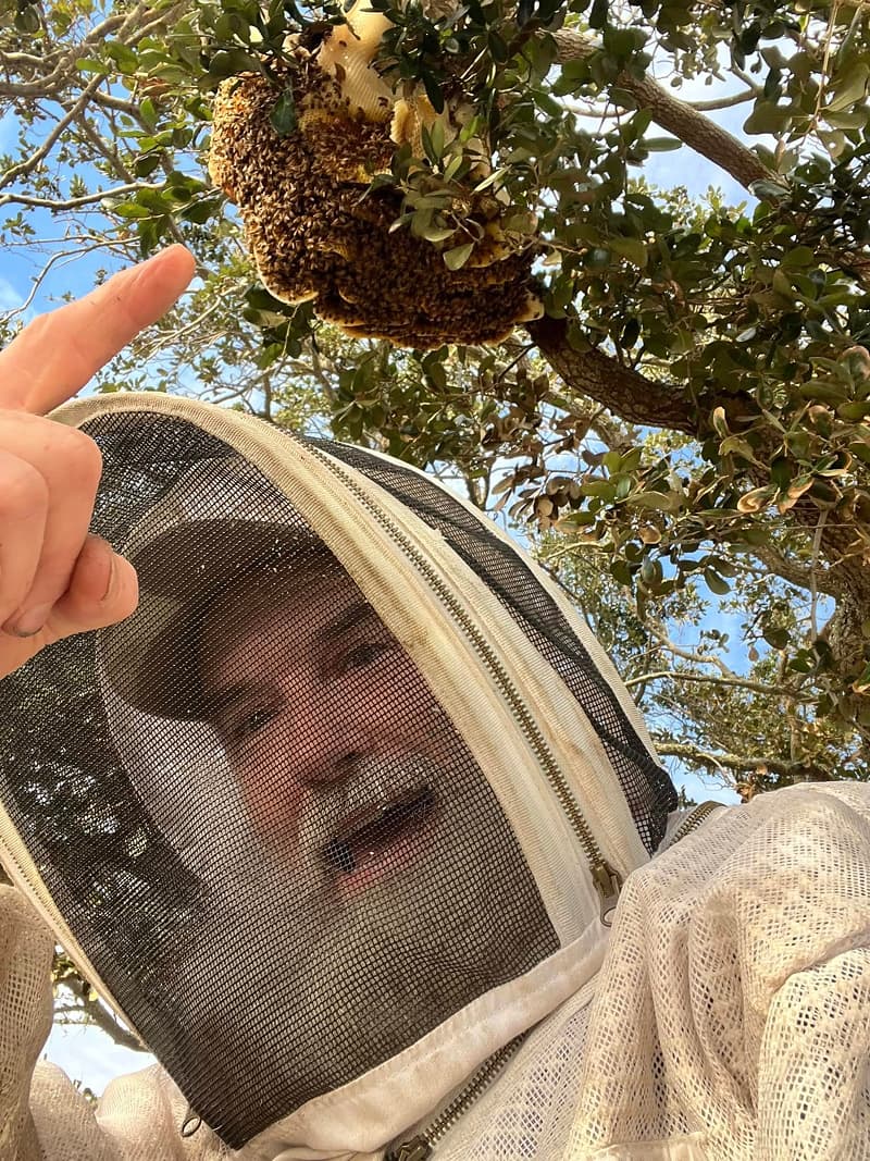 Professional beekeeper inspecting a beehive