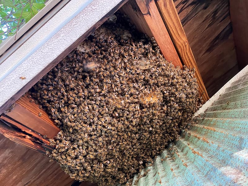 Bee collecting together