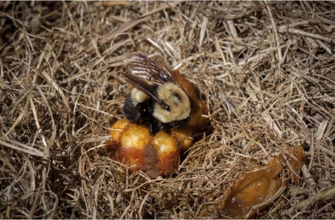 Bumble Bee Removal Orlando