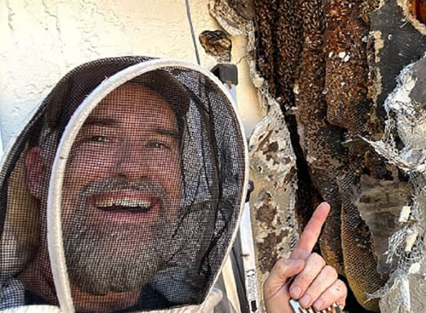 Planning bee removal strategy