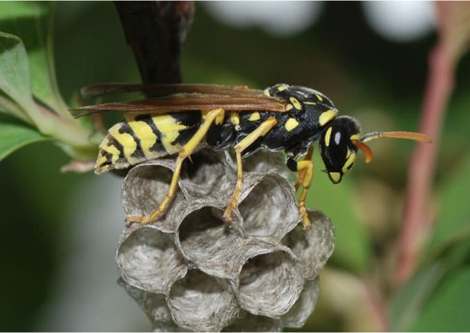 Wasp & Hornet Identification