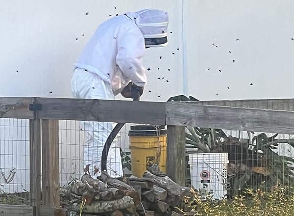 Setting up safety equipment for bee removal