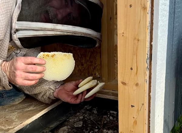 Sealing entry points to prevent future bee infestations