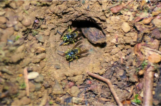Yellow Jacket Identification